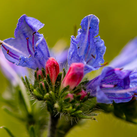 Echium Oil