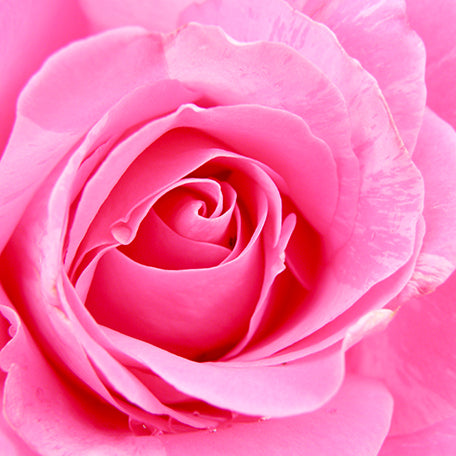Indian Rose