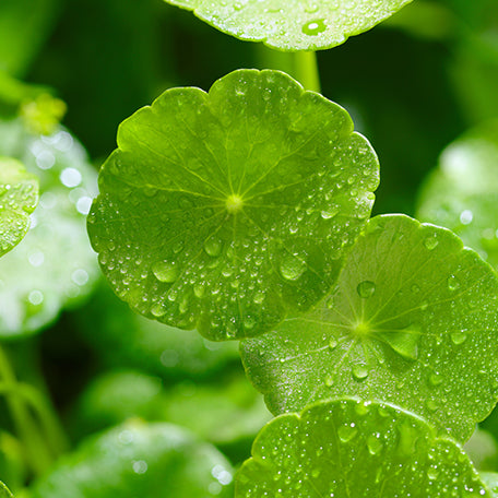Gotu Kola