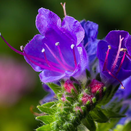 Echium Oil