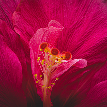 Hibiscus Flower