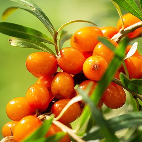 Sea Buckthorn