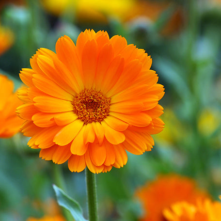 Calendula Flowers