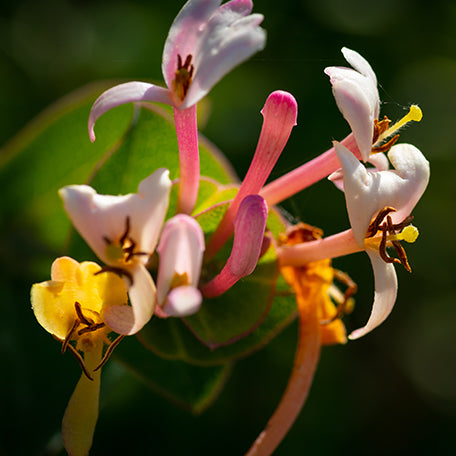 Honeysuckle