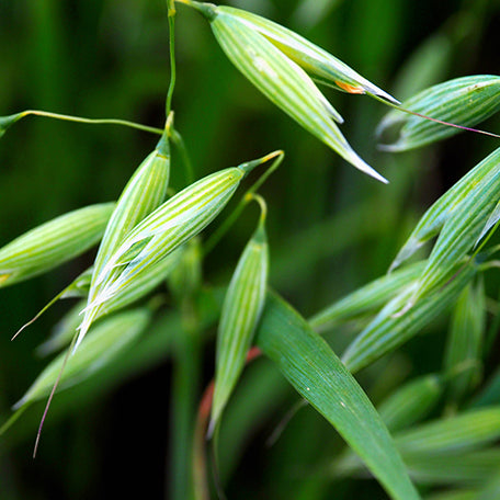 Plant Protein