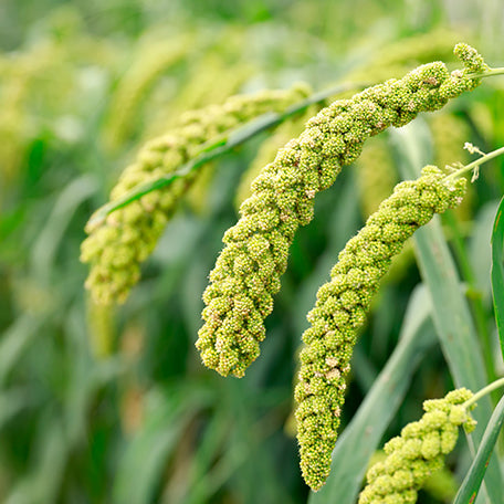 Austrian Red Millet